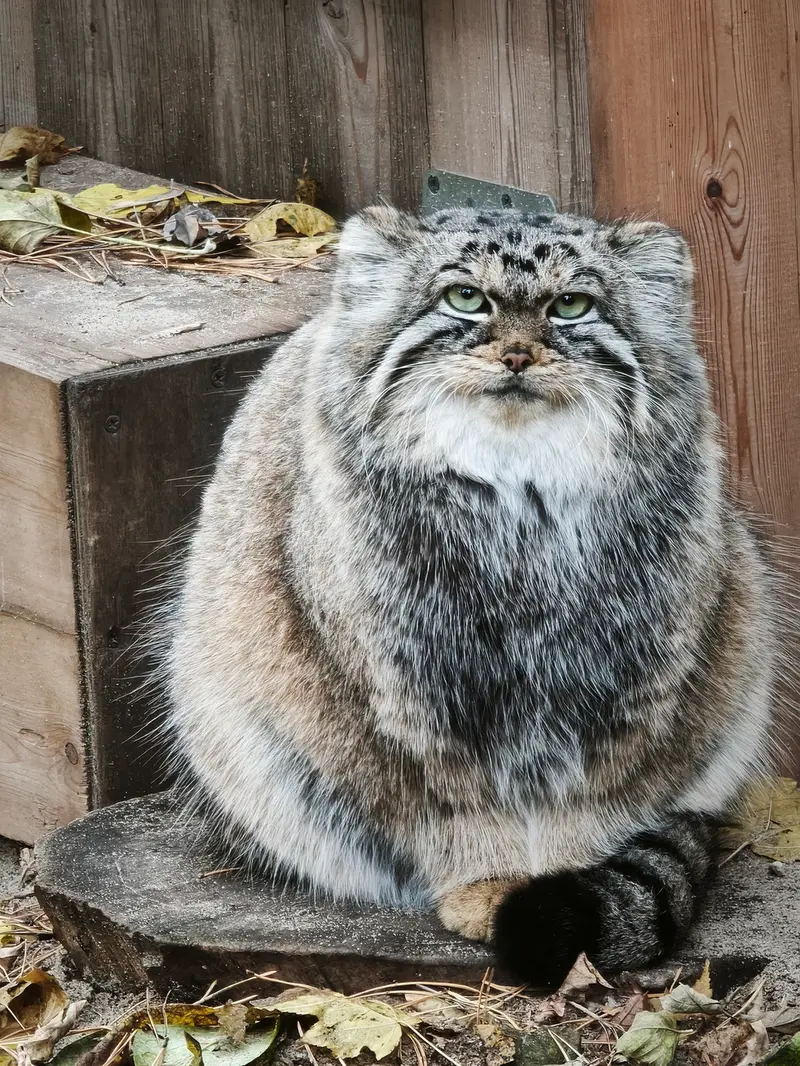 A photograph of Anya in Novosibirsk Zoo