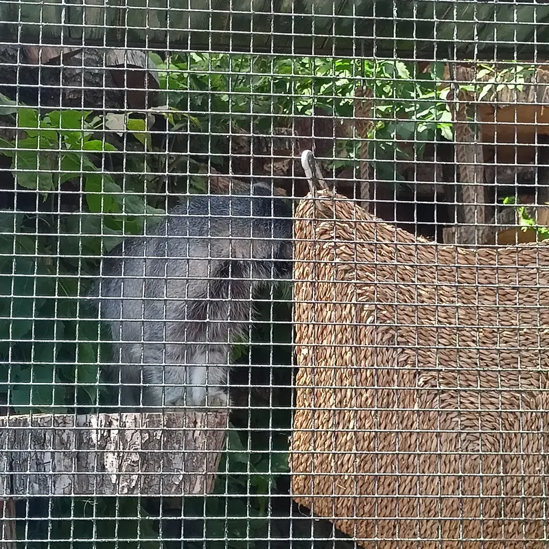 A photograph of Shu in Leningrad zoo