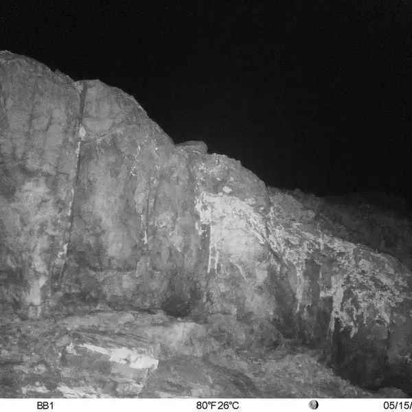 A photograph of Flat-headed vole from Aktas-Kunkora camera trap