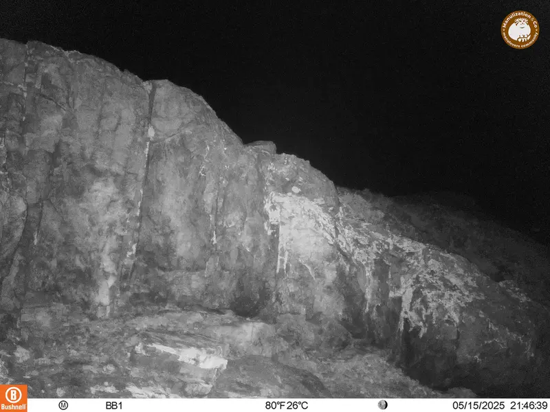 A photograph of Flat-headed vole from Aktas-Kunkora camera trap