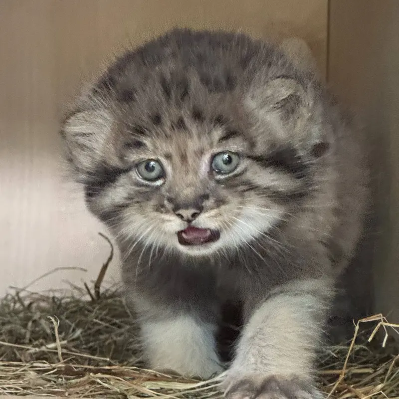 A photograph of a Pallas's cat in Leningrad zoo