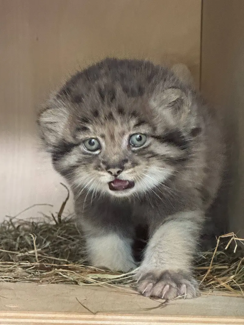 A photograph of a Pallas's cat in Leningrad zoo