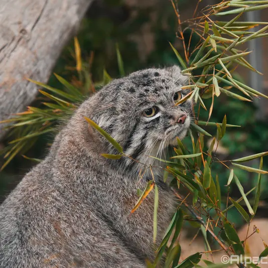 A photograph of Nar in Kobe Animal Kingdom