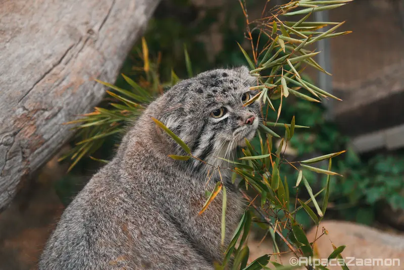 A photograph of Nar in Kobe Animal Kingdom