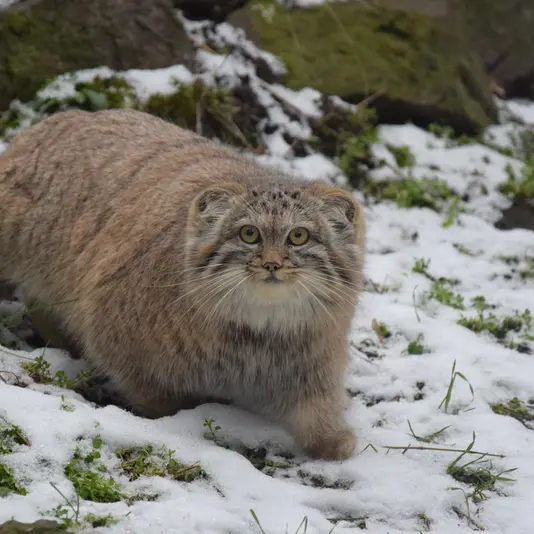 A photograph of Lucy in Budapest Zoo &amp; Botanical Garden