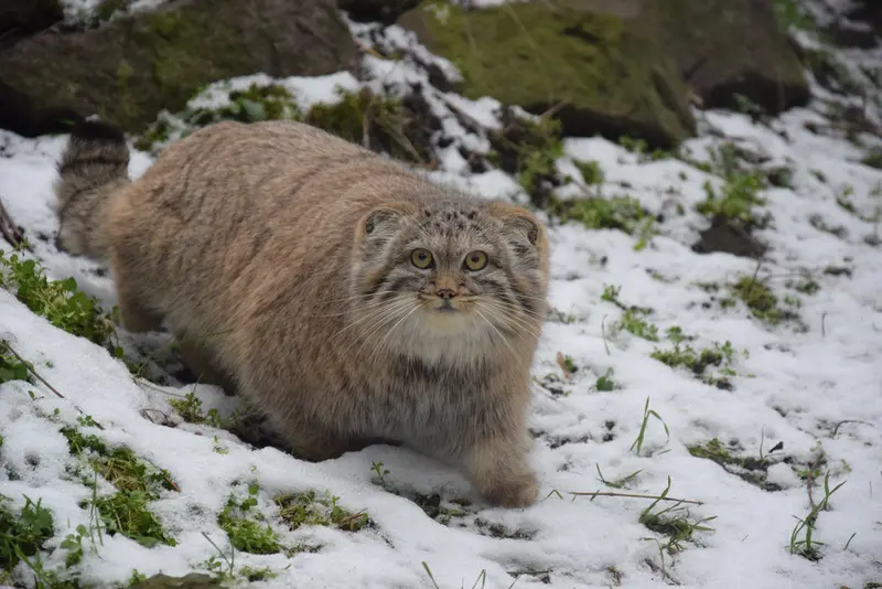 A photograph of Lucy in Budapest Zoo &amp; Botanical Garden