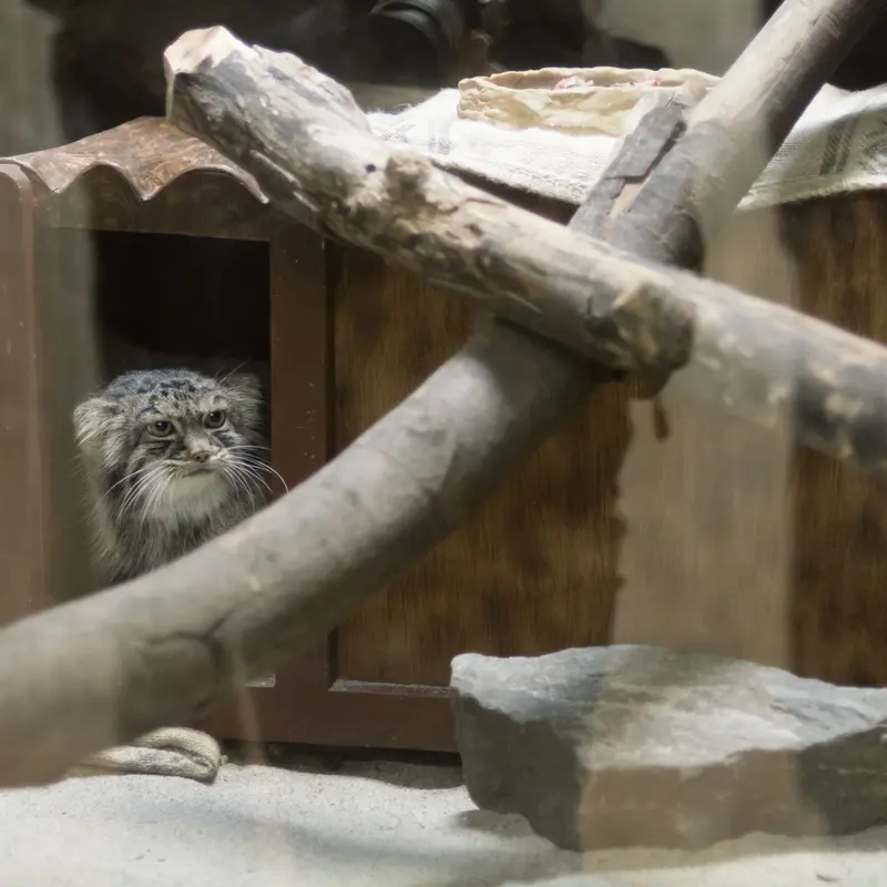 A photograph of Shafran in Ueno Zoological Gardens