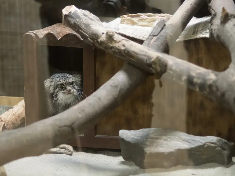 A photograph of Shafran in Ueno Zoological Gardens