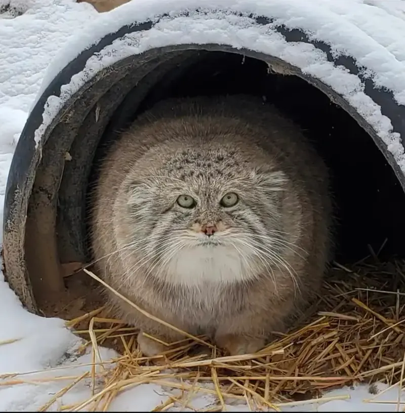 A photograph of a Pallas's cat