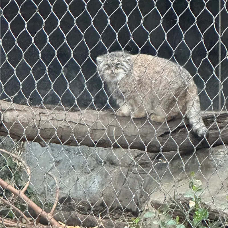 A photograph of Sarnai in Prospect Park Zoo