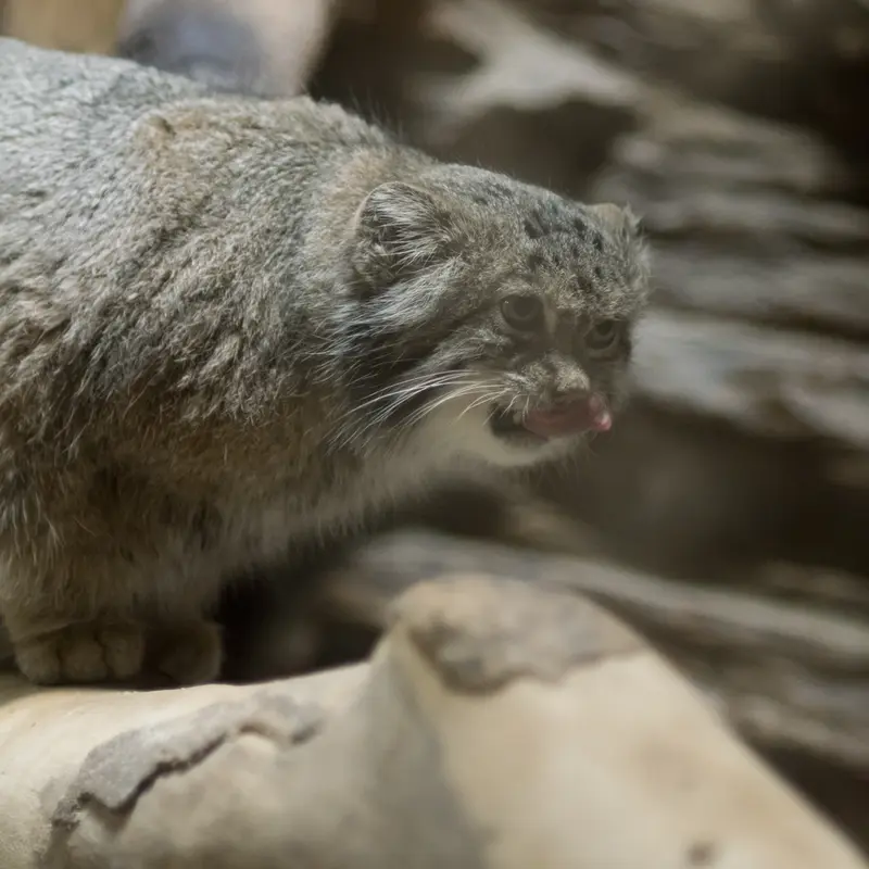 A photograph of Klyon in Ueno Zoological Gardens