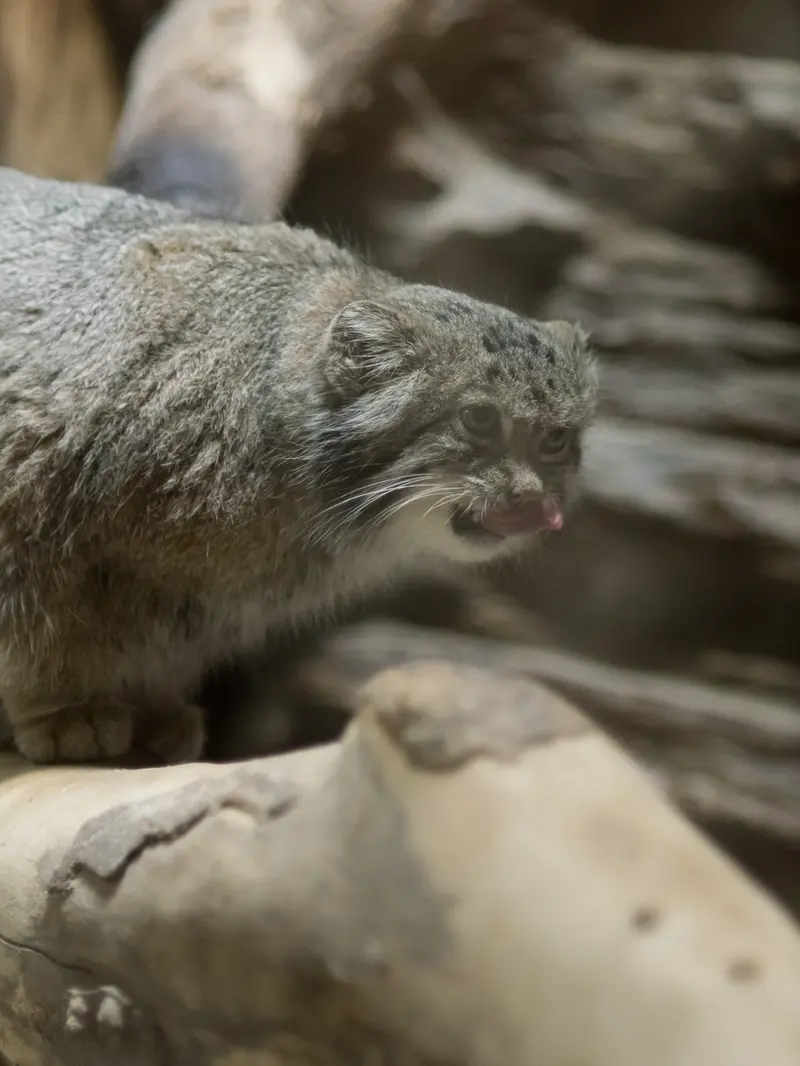 A photograph of Klyon in Ueno Zoological Gardens