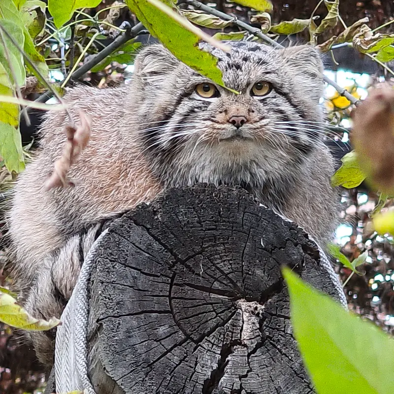 A photograph of Son of Snezhana b.2026 Ⅲ in Novosibirsk Zoo