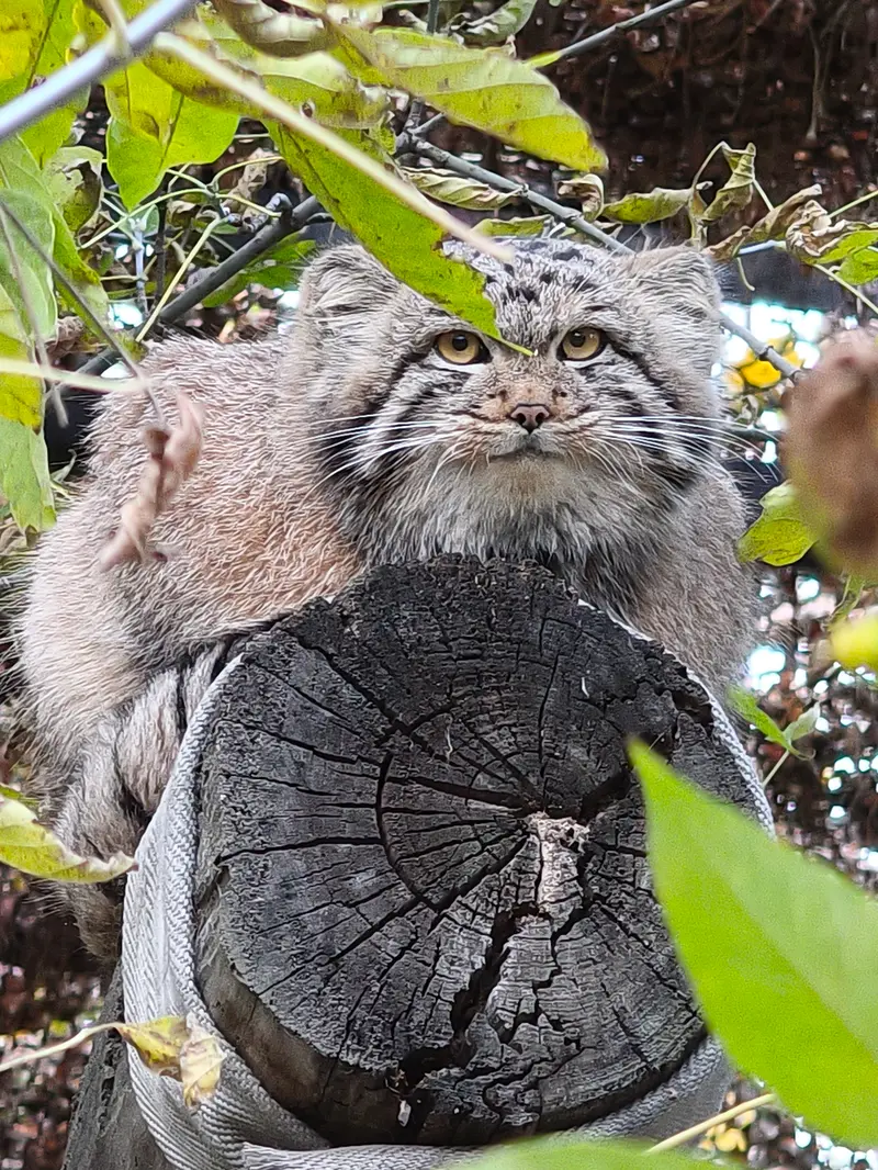 A photograph of Son of Snezhana b.2026 Ⅲ in Novosibirsk Zoo