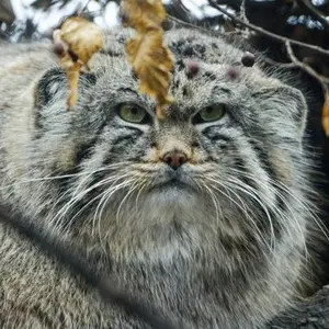 Son of Erdene Ⅳ b. 2016 the Pallas's cat from Szeged Zoo