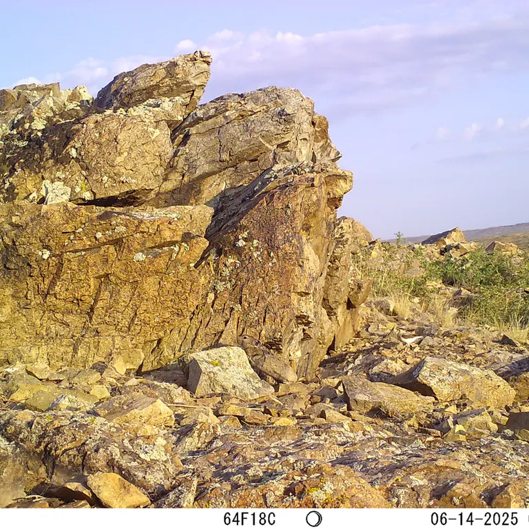 A photograph of Kazakh pika from Karashoky [new] camera trap