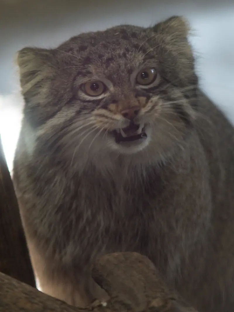 A photograph of Figa in Nogeyama Zoo