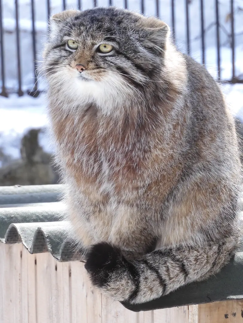 A photograph of Grey in Novosibirsk Zoo