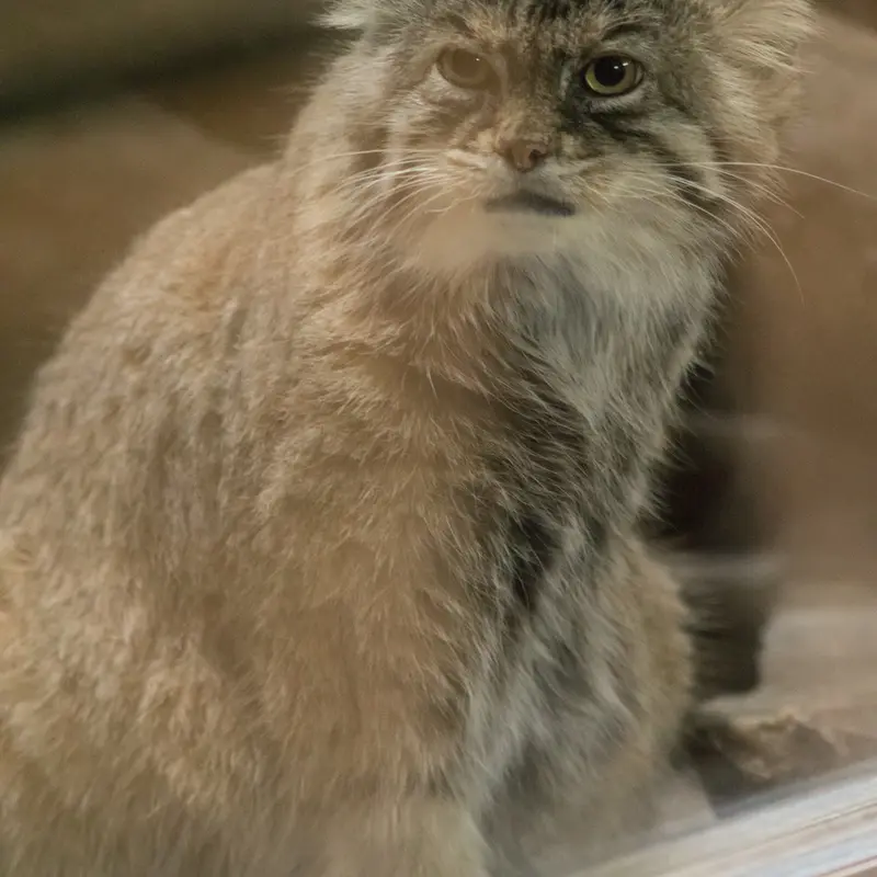 A photograph of Primula in Ueno Zoological Gardens