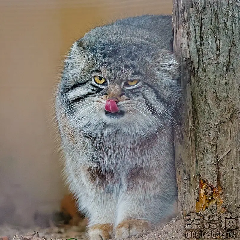A photograph of a Pallas's cat