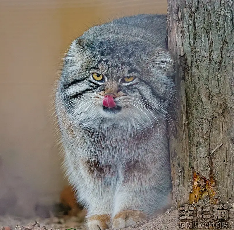 A photograph of a Pallas's cat