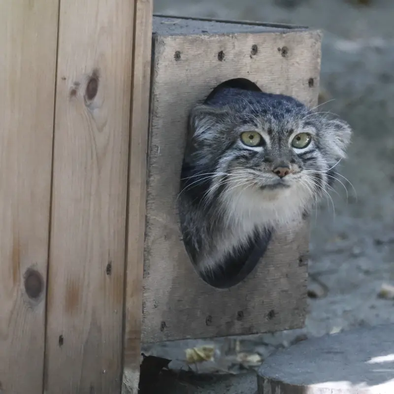 A photograph of Snezhana in Novosibirsk Zoo