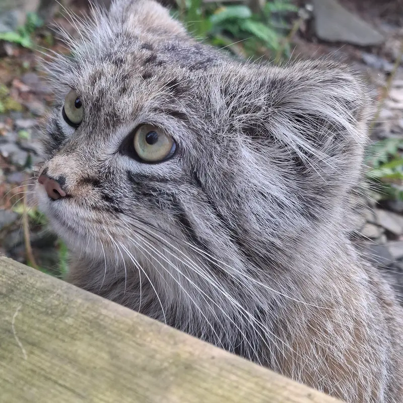 A photograph of Altai in Tregomeur Zoo