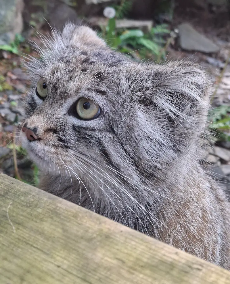 A photograph of Altai in Tregomeur Zoo