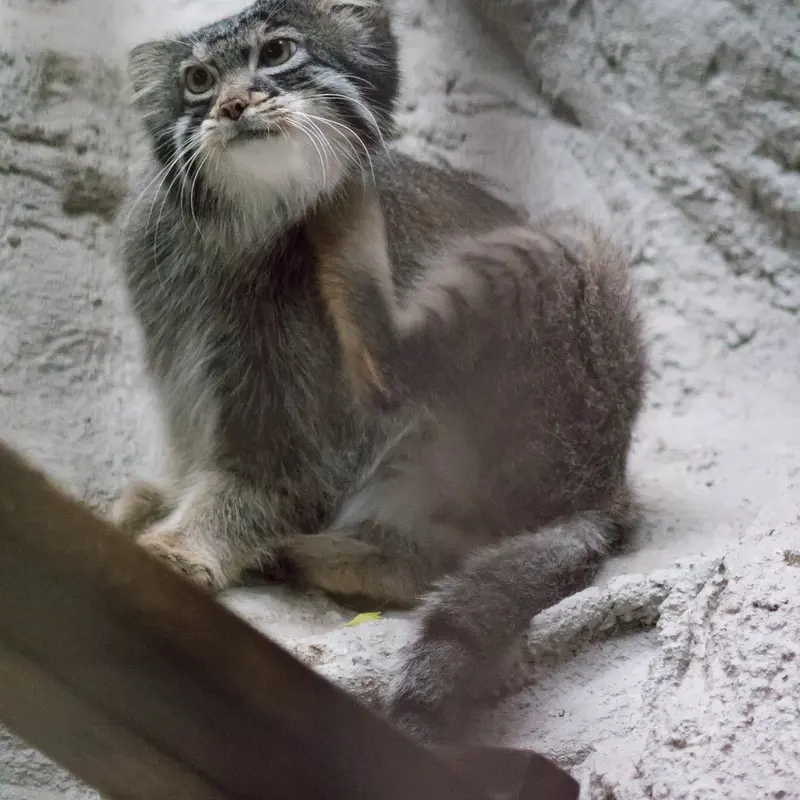 A photograph of Figa in Nogeyama Zoo