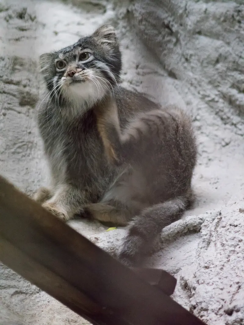 A photograph of Figa in Nogeyama Zoo