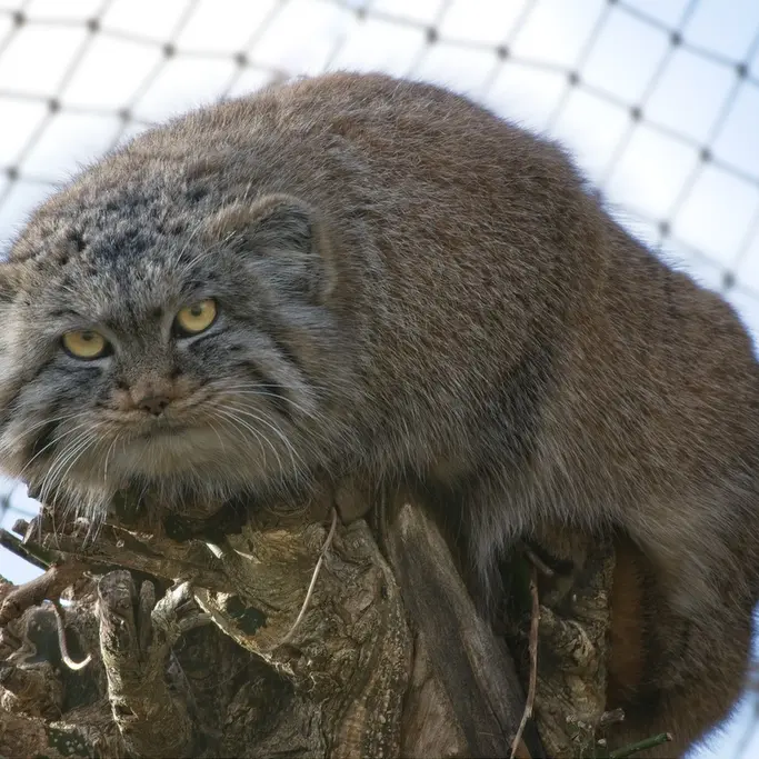 A photograph of Buchta in Spaycific'Zoo