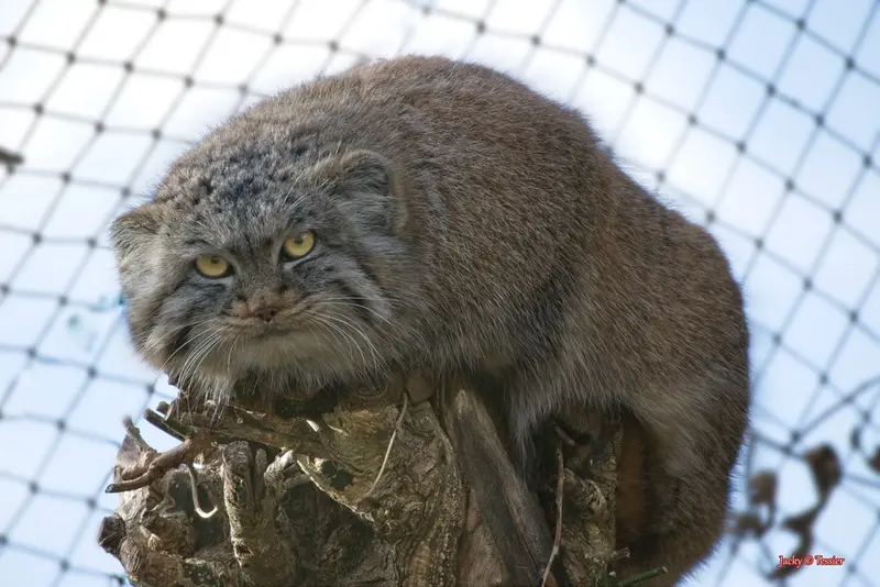 A photograph of Buchta in Spaycific'Zoo