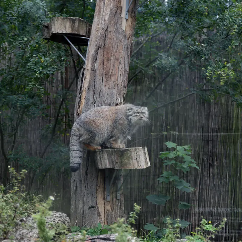 A photograph of Kubi in Wrocław Zoo