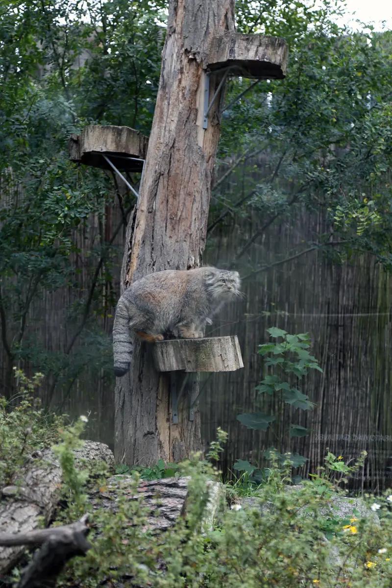 A photograph of Kubi in Wrocław Zoo