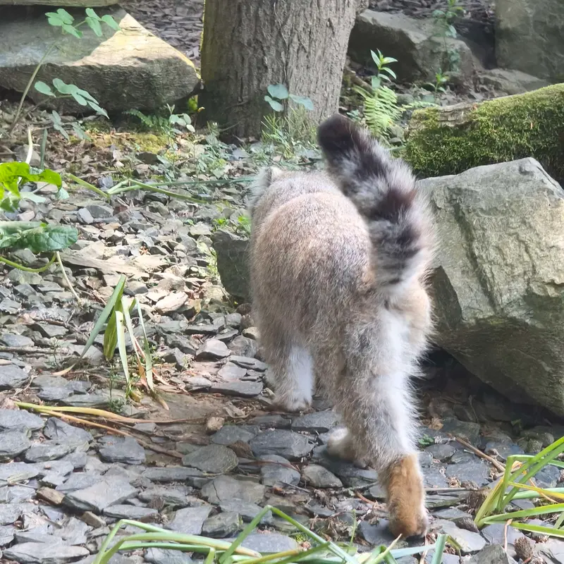 A photograph of Altai in Tregomeur Zoo
