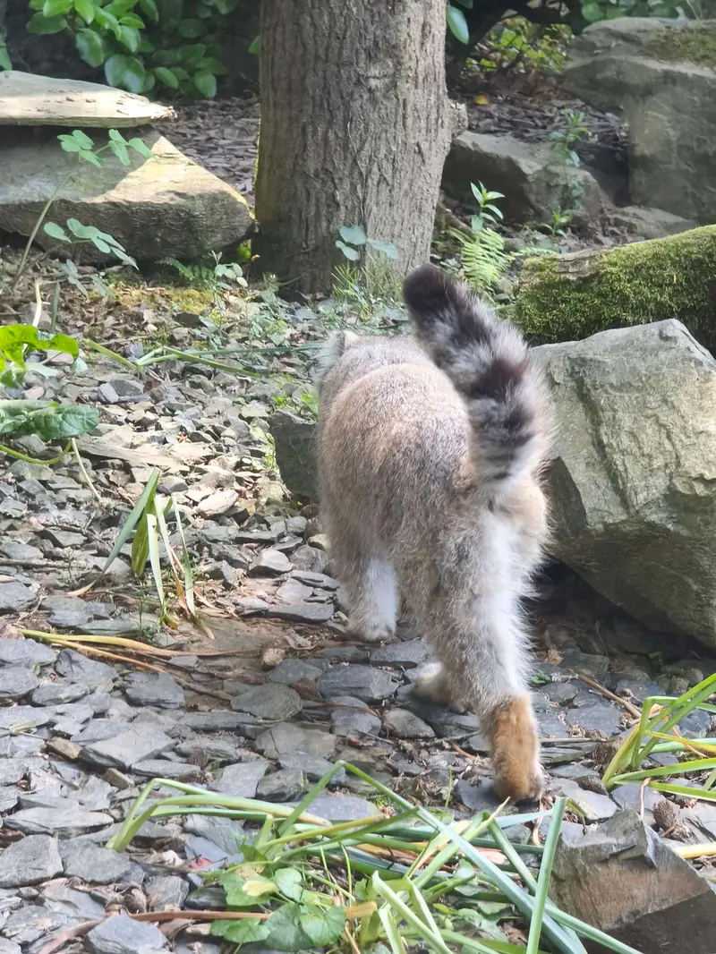A photograph of Altai in Tregomeur Zoo