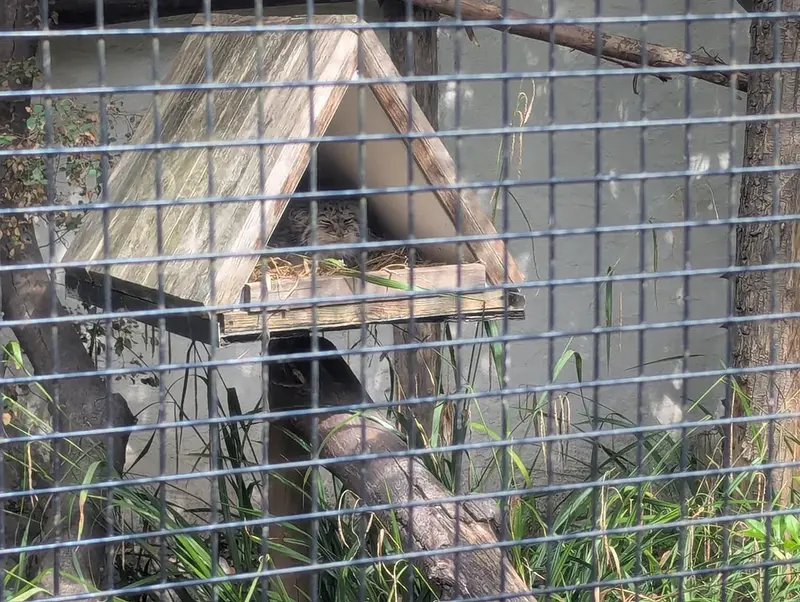 A photograph of Pomponnette in Lille Zoo