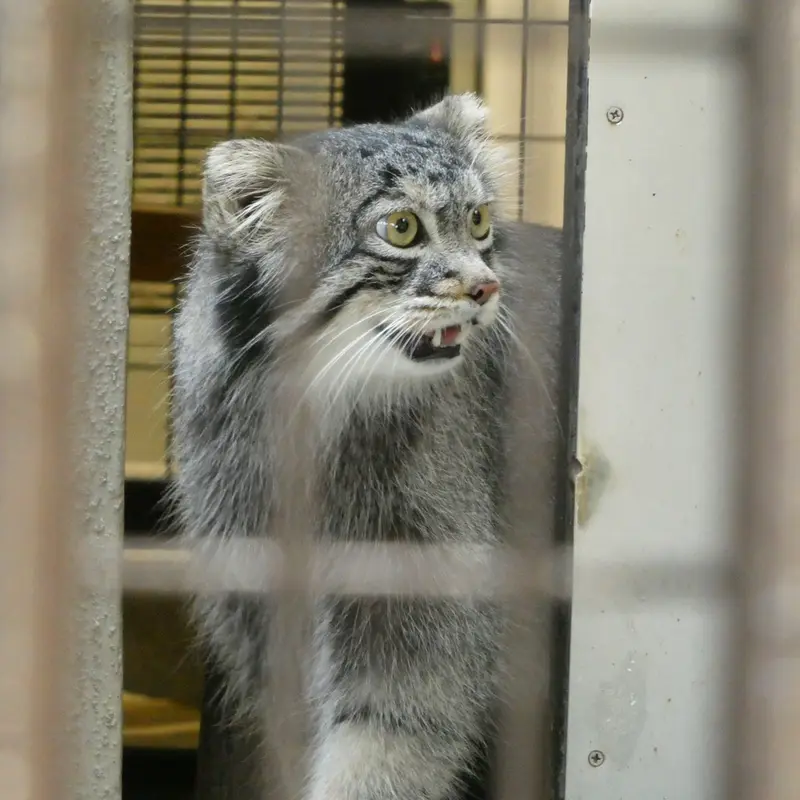 A photograph of Figa in Nogeyama Zoo