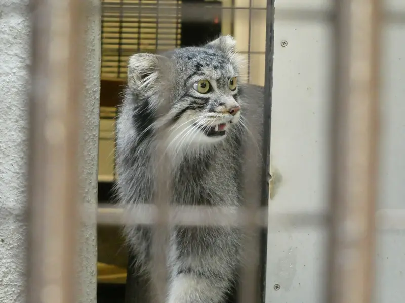 A photograph of Figa in Nogeyama Zoo