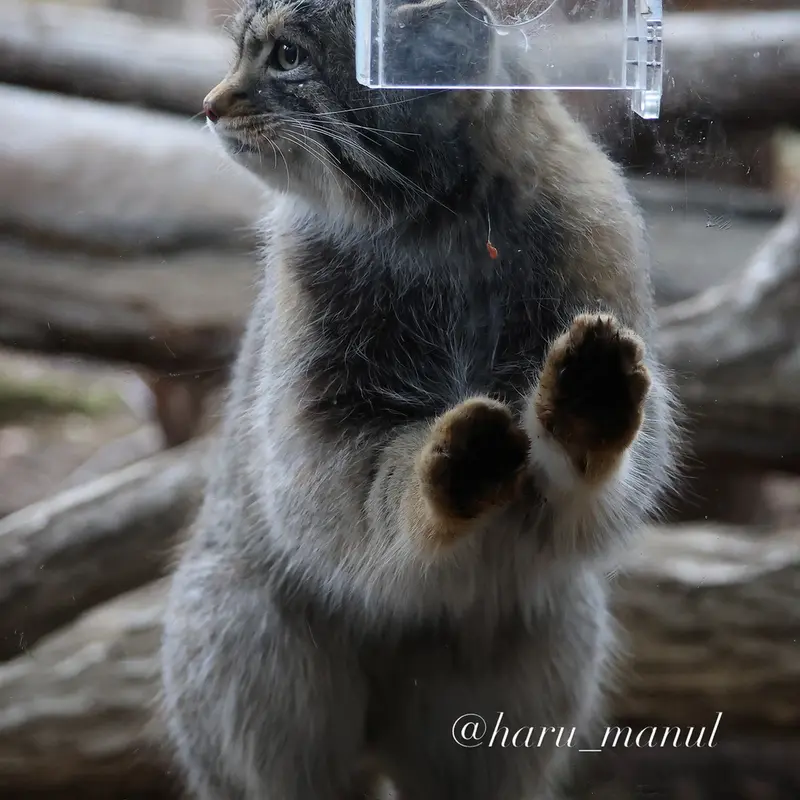 A photograph of Nagomu in Nasu Animal Kingdom