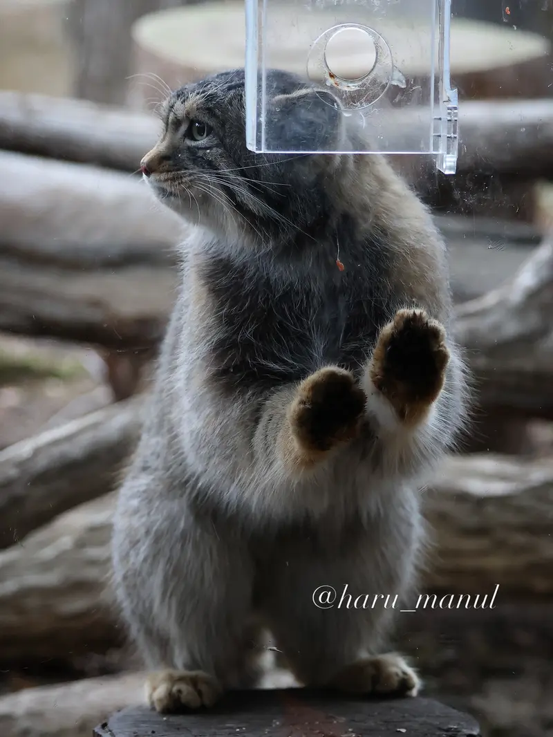 A photograph of Nagomu in Nasu Animal Kingdom