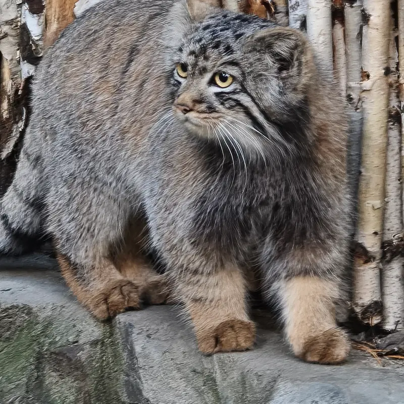 A photograph of a Pallas's cat in Novosibirsk Zoo