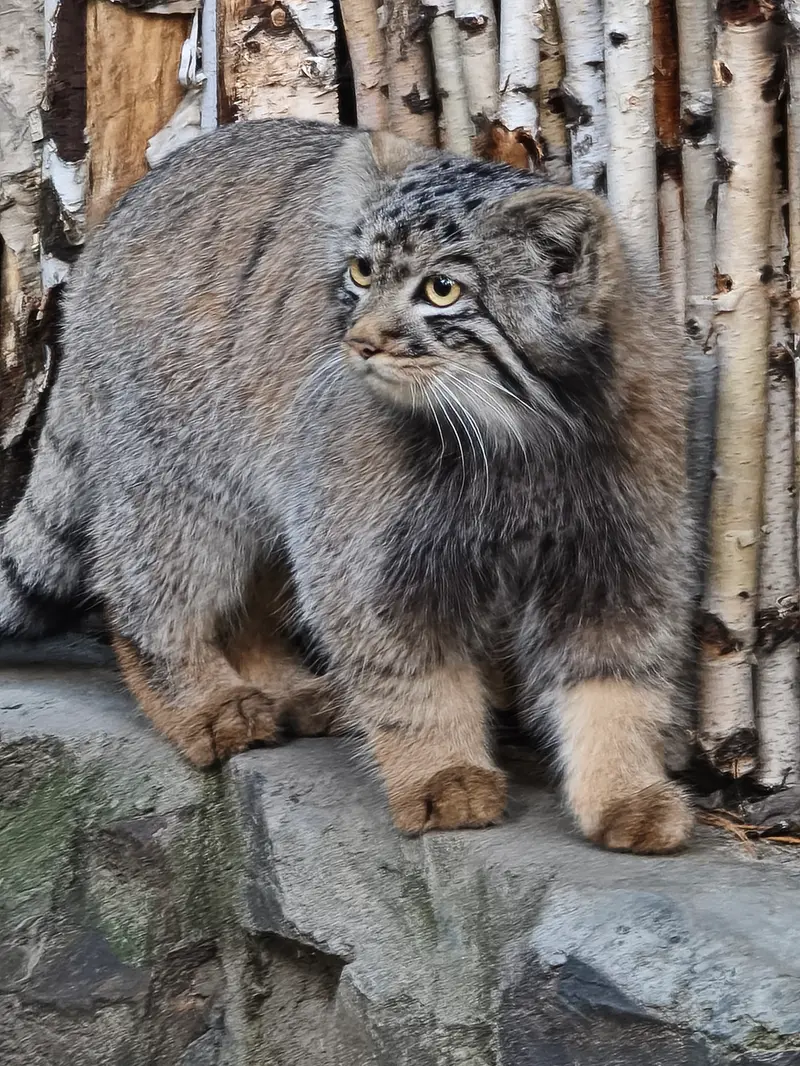 A photograph of a Pallas's cat in Novosibirsk Zoo