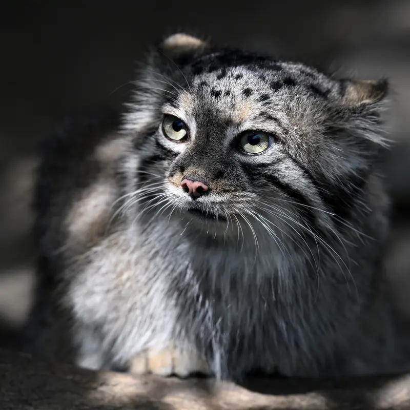 A photograph of Az in Kobe Animal Kingdom
