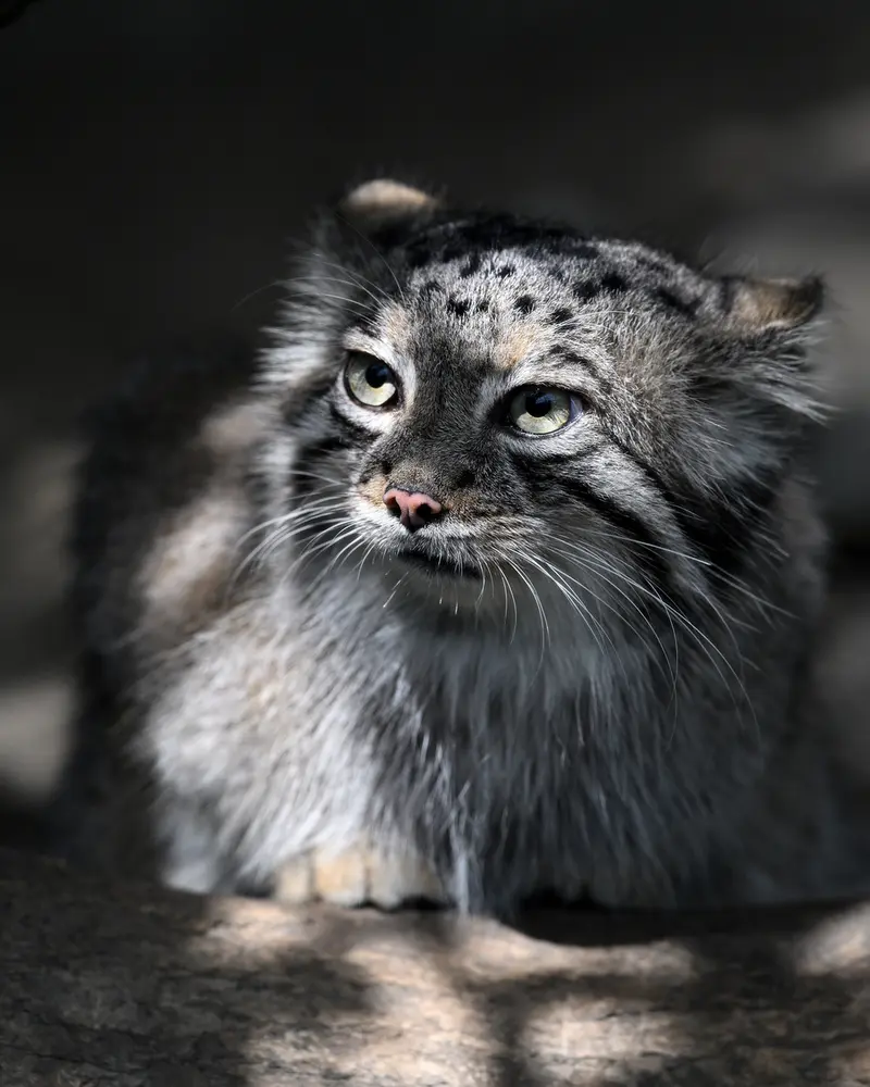A photograph of Az in Kobe Animal Kingdom