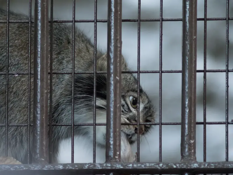 A photograph of Figa in Nogeyama Zoo
