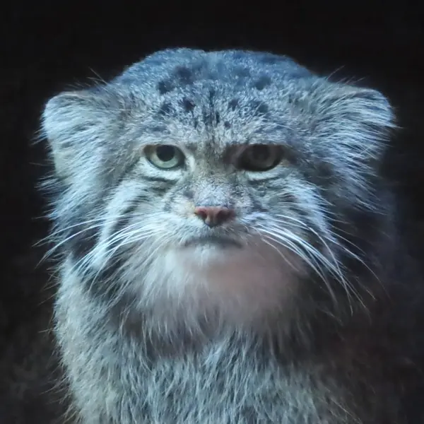 A photograph of Klyon in Ueno Zoological Gardens