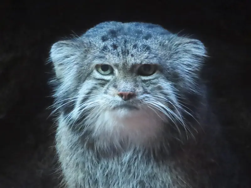 A photograph of Klyon in Ueno Zoological Gardens