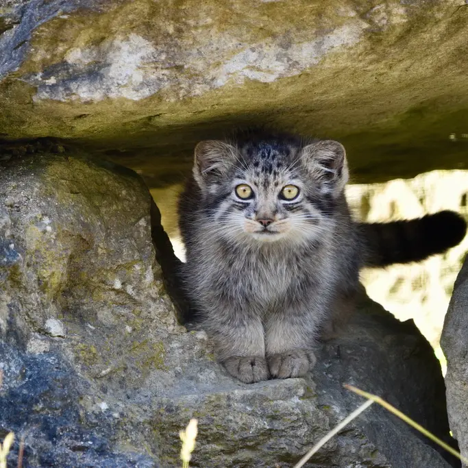 A photograph of a Pallas's cat in Port Lympne Wild Animal Park
