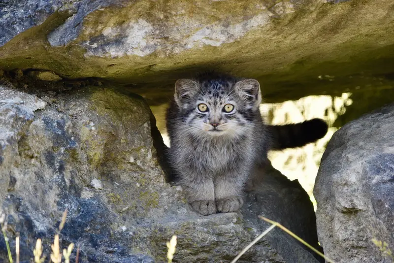 A photograph of a Pallas's cat in Port Lympne Wild Animal Park